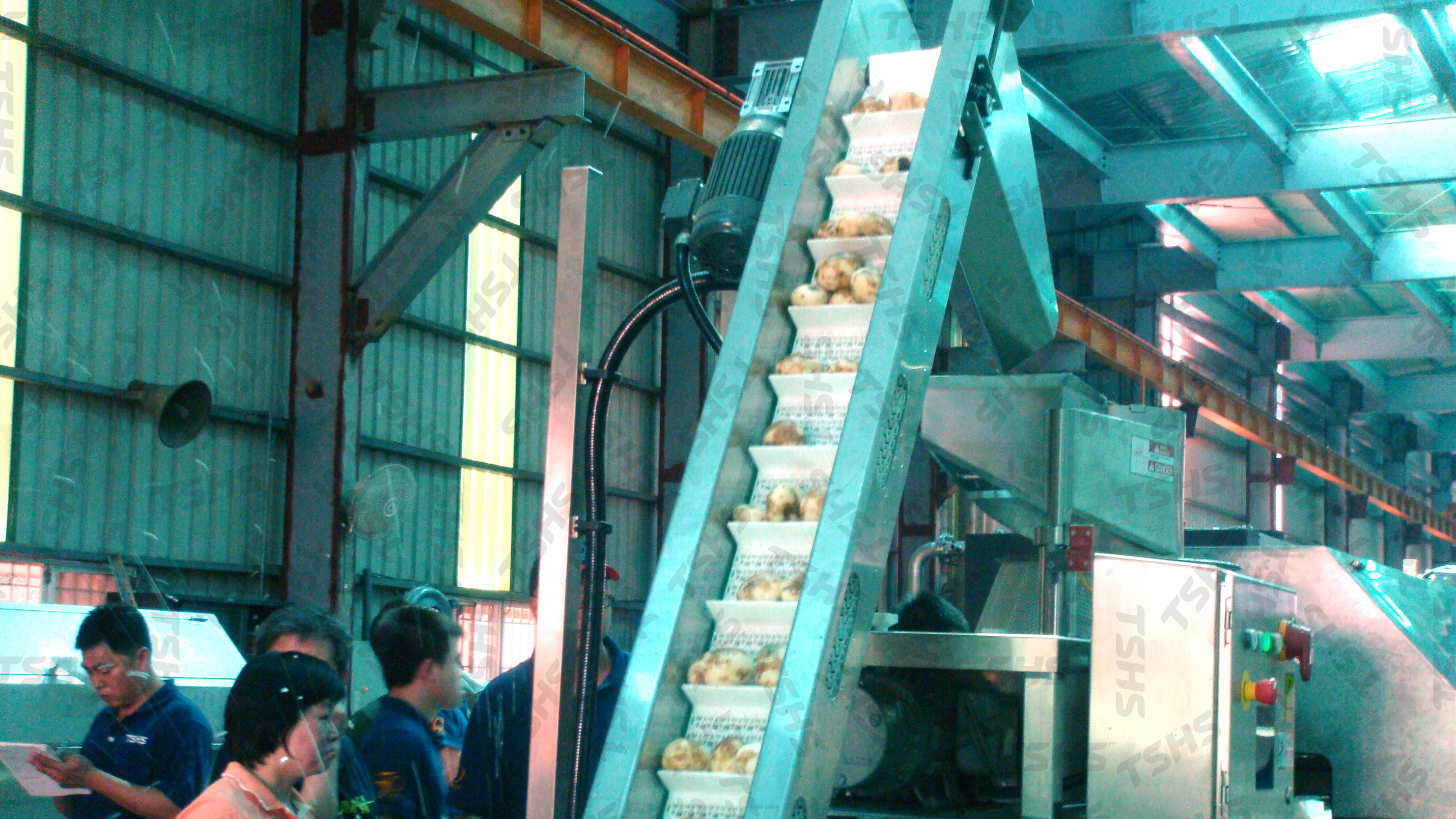 洋芋片生產線-入切片機輸送帶